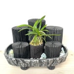 숯가습기 연못에 사는 풍란 : 희망참숯농원