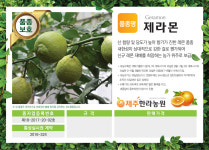 국산품종 3년생 포트묘 감귤나무묘목 우량 신품종 : 제주한라농원