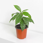 커피나무 소형 모종 인테리어 공기정화 식물 마이플랜트 : 마이플랜트