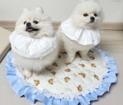 강아지인견산책매트 여름방석 애견쿨매트 : 따숩개하우스