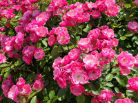 4계명품수입장미.안젤라.특대품.(예쁜이중겹형.예쁜핑크색).로즈향기.아주예뻐요.(찔레형).울타리.넝쿨장미.월동가능.상태굿..늦가을까지 피고... 