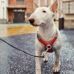 후르타 하네스 벤처 노풀 앞섬방지 앞고리 35-40 : 댕댕상회스토어