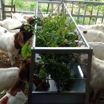 송아지 염소 양 여물통 사료통 농장 축사 목장 먹이통 : 나기마켓