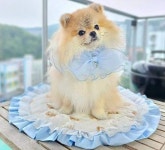 강아지인견산책매트 여름방석 애견쿨매트 : 따숩개하우스