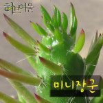[허브여울선인장] 미니장군 지름 9cm 소품화분 : 허브여울