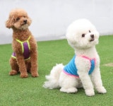 강아지 여름옷 비비드팝 메쉬 깜찍한 쿨나시 중형견 대형견옷 끈나시 : 다온블라썸