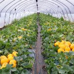 한정판 멜론 백자 양구 메론 선물세트 : 배부른농장