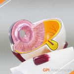 GPI USA 안구 해부모형 G2751 2분리 안구모형 Right Eye Model : 의료기상사
