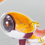 GPI USA 안구 해부모형 G2751 2분리 안구모형 Right Eye Model : 의료기상사