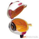 GPI USA 안구 해부모형 G2751 2분리 안구모형 Right Eye Model : 의료기상사