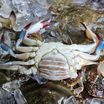 냉동 꽃게 알배기 암꽃게 1kg : 바로식탁