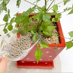 꽃 난 화초 분재 다육 화분 식물 영양제 금지옥엽 800ml 250ml : 증산고령토화분영양제