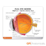 GPI USA 안구 해부모형 G2751 2분리 안구모형 Right Eye Model : 의료기상사