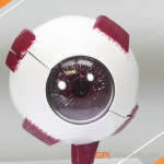 GPI USA 안구 해부모형 G2751 2분리 안구모형 Right Eye Model : 의료기상사