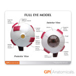 GPI USA 안구 해부모형 G2751 2분리 안구모형 Right Eye Model : 의료기상사