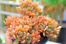 희귀다육이 홍진 철화 분지형 금다육 종류 농장 특이한 공기정화 반려식물 홈가드닝 : 핑키다육