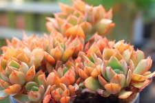 희귀다육이 홍진 철화 분지형 금다육 종류 농장 특이한 공기정화 반려식물 홈가드닝 : 핑키다육