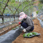 국산 친환경경 유기농 볶은 햇 작두콩차 티백 : 무성산힐링온