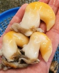 남해안 제철 노랑 새조개 250g 손질 새조개 샤브샤브 새조개회 무침 : 통영 83수산