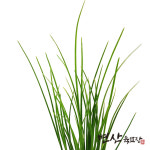 부추 모종 2개 최고급 품종 : 변산육묘장