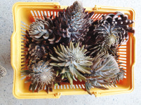 천호산 유기농 와송 3kg 건와송 와송즙 와송모종 더 건강한 노지재배 : 천해자연속 천호산와송농장