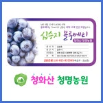 무농약 국산 생 블루베리 1kg 1키로 특 (16-17mm) 생과, 국립공원 노지 재배로 당도 보장. 농장 청화산 청명농원 : 청화산 청명농원