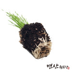 부추 모종 2개 최고급 품종 : 변산육묘장