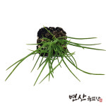부추 모종 2개 최고급 품종 : 변산육묘장