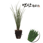 부추 모종 2개 최고급 품종 : 변산육묘장