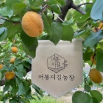 [어봉지길농장] 경산 하코드 살구 왕살구 당도최고 2kg 임산부과일 하코트 과육 과즙최고 : 어봉지길농장