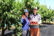 신비복숭아 2kg 별빛촌농장 6월21일 순차적 발송 GAP인증 복숭아 : 민생상회