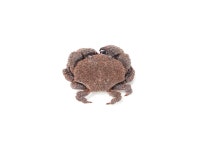 옴부채게 : 청해인더스트리