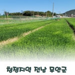 광평 25년 무안 햇 자색양파, 일반양파 3kg, 5kg : 광평이네 농장