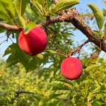 의성옥자두 대석,후무사 추희 로얄대석 도담 왕자두 1.5kg 3kg 은주네농원 : 은주네농원