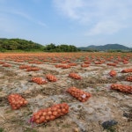 광평 25년 무안 햇 자색양파, 일반양파 3kg, 5kg : 광평이네 농장