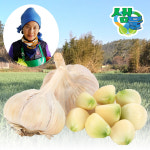 [무료배송] 땅끝해남 25년 햇마늘 홍산마늘 10kg/20kg : 땅끝해남 박혜정샘물농장