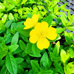 에덴플랜트 (5개한세트) 황금달맞이 소품 노랑 달맞이 낮달맞이 황금꽃 노지월동 꽃식물 야생화 다년초 장기개화 화단 정원꾸미기 : 에덴플랜트