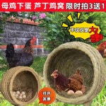 산란장 닭 알낳는집 볏짚 지푸라기 달걀 계란 새장 : 오전다섯시