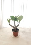 플루메리아 러브하와이 : 위리디아