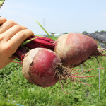 제주 레드비트 알비트 생비트 채소 2kg 5kg 10kg : 세모농.