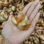 미소화원농장 쪽파 씨 종자 종구 1kg : 미소화원농장