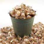 무료배송 고려 디저트 누룽지향캔디 4kg 대용량사탕 업소용사탕 캔디 : 럭키리테일