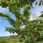 환희농원 초하살구 살구 제철 과일 2kg : 환희농원