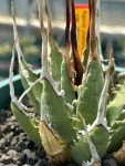 Agave utahensis var. eborispina / 아가베 우타헨시스 에보리스피나 : 아가베팩토리