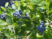 생블루베리 블루베리생과 블루베리 국산블루베리 500g (14-18mm) 산지직송 : 정직한 삼촌
