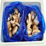 착한송이 송향버섯 송고송화 선물용일품1kg 농가직송 무농약친환경 : 착한송이버섯