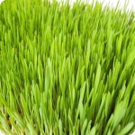 뮤토 캣그라스 고양이 풀 귀리 보리 올해 생산 씨앗 새싹용 밀1kg : 캣대디