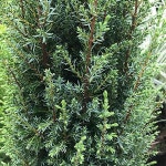 히버니카/수고1.5M(폭30CM)/묘목/G0148 : TCM