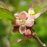 낙상홍/수고1.0M(5주묶음)/묘목/G0170 : TCM