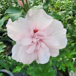 쉬폰무궁화 : 웃음꽃농장